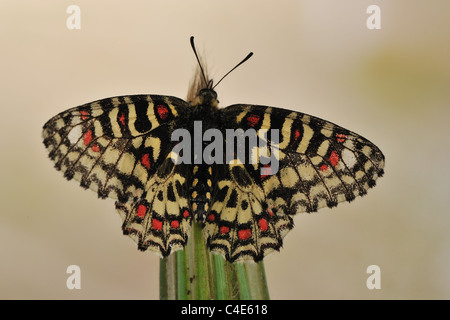 Spanische Schwalbenschwanz (Zerynthia Rumina) stehen mit offenen Flügeln auf einer Blume im Frühling Stockfoto