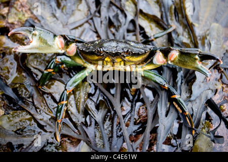 Shore Crab, (Carcinus Maenas) Runswick Bay Ostküste Yorkshire, England Stockfoto