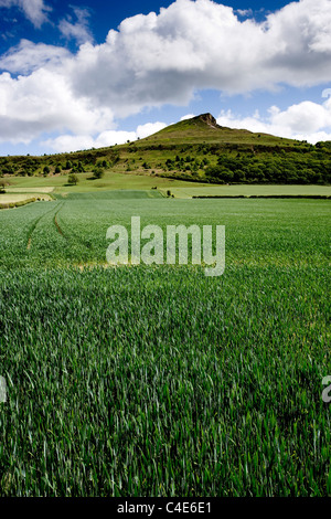 Nähe Richtfest im Sonnenschein, North York Moors, England Stockfoto