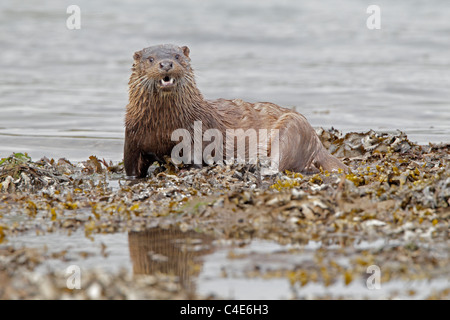 Wilde Otter Fisch Essen auf eine Algen bedeckt Ufer auf der Isle of Mull Stockfoto