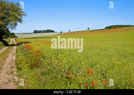 Mohnfeld in der Lincolnshire Wolds Stockfoto