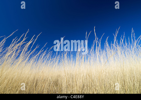 Gelben Grases und blauer Himmel Stockfoto