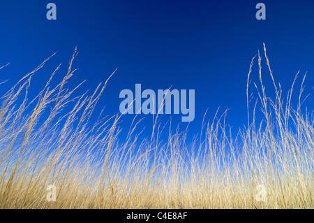 Gelben Grases und blauer Himmel Stockfoto