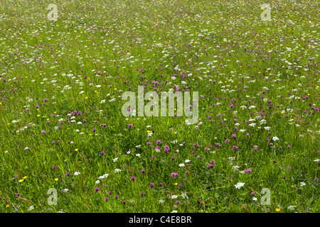 Bereich der wilden Wiese mit Klee, Gänseblümchen und anderen Wildblumen hautnah Stockfoto