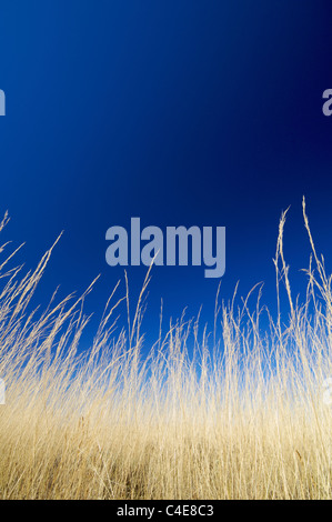 Gelben Grases und blauer Himmel Stockfoto
