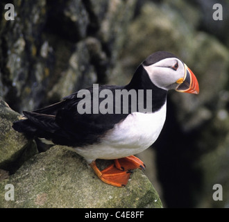 Papageientaucher sind drei kleine Arten der Auk (oder Alkenvogel) in der Vogel-Gattung Fratercula mit einem bunten Schnabel. Puffin Stockfoto