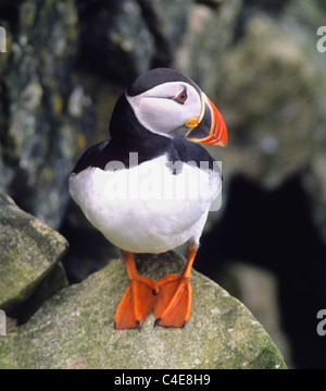 Papageientaucher sind drei kleine Arten der Auk (oder Alkenvogel) in der Vogel-Gattung Fratercula mit einem bunten Schnabel. Puffin Stockfoto