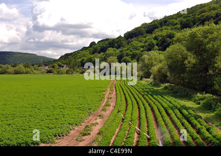 Kartoffeln wachsen in Wye Valley in der Nähe von Kern-Brücke Stockfoto