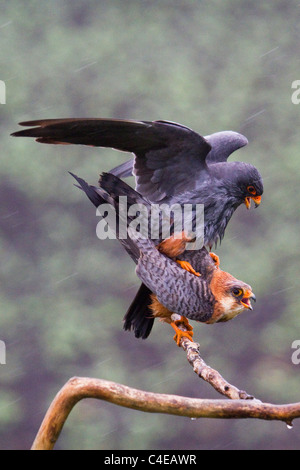 Red-footed Falken Paarung auf Ast Stockfoto