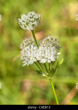 Astrantia major, Meisterwurz, vertikale Porträt von Blumen. Stockfoto