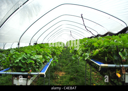 Anbau von Erdbeeren in Gewächshäusern Stockfoto