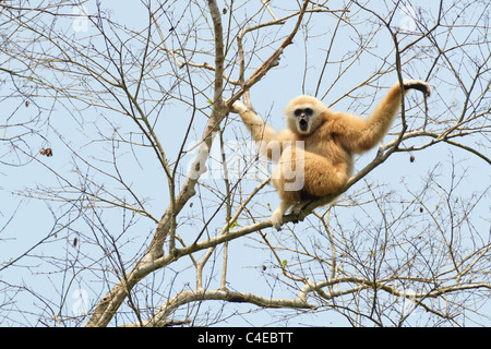 weiße übergab Gibbon Hylobates Lar Stellung im Baum, thailand Stockfoto