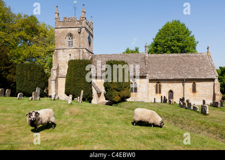 Schafe grasen auf dem Rasen auf St Peters Kirchhof in Cotswold Dorf des Upper Slaughter, Gloucestershire zu halten Stockfoto