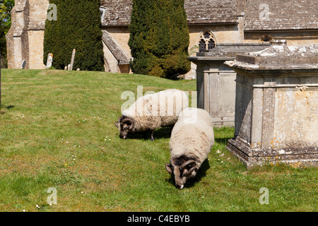 Schafe grasen auf dem Rasen auf St Peters Kirchhof in Cotswold Dorf des Upper Slaughter, Gloucestershire zu halten Stockfoto