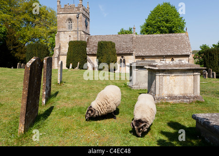 Schafe grasen auf dem Rasen auf St Peters Kirchhof in Cotswold Dorf des Upper Slaughter, Gloucestershire zu halten Stockfoto