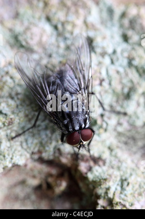 Fleisch-Fly Sarcophaga carnaria Stockfoto