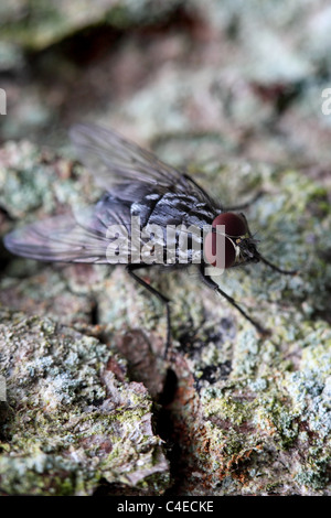 Fleisch-Fly Sarcophaga carnaria Stockfoto