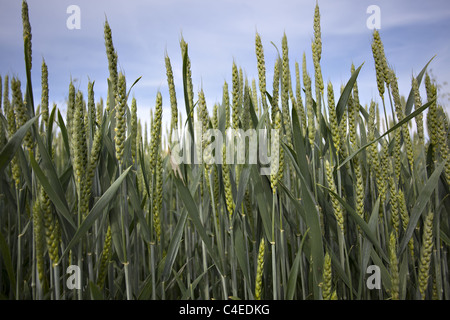 Organischen grünen Weizen Diferent Ansicht Stockfoto