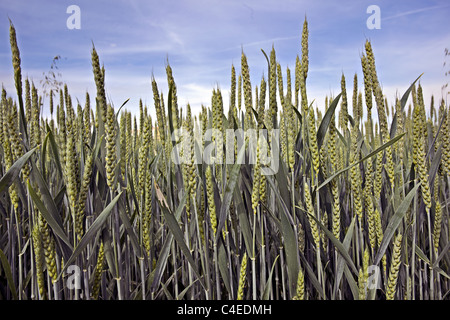 Organischen grünen Weizen Diferent Ansicht Stockfoto