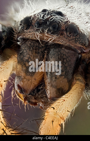 Makro präparierte Probe Studioaufnahme Arachnida Araneae Argiope bruennichi Wespenspinne Argiope bruennichi oder Wespenspinne; wie andere Mitglieder in der Argiope fmily zeigt sie auffällige gelbe und schwarze Markierungen auf ihrem Unterleib. Dies ist eines der beiden in Spanien gefundenen Argiope Stockfoto