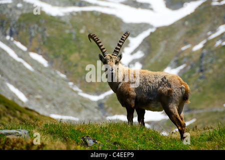 Ein Alpensteinbock (Capra Ibex) der Schweiz nahe dem Gipfel des Berges Nufenenpass, Schweizer Alpen, Wallis, Schweiz. Stockfoto