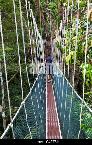 Überdachunggehweg, Taman Negara N.P. Malaysia Stockfoto