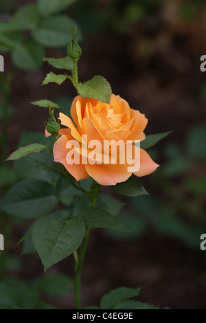 Schöne Rose blühen im Garten Stockfoto