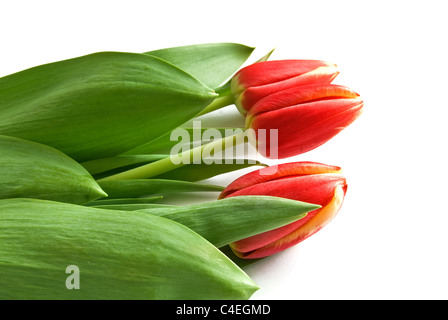 Tulpe Blumen. Isoliert auf weißem Hintergrund Stockfoto