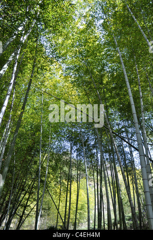 Landschaft der grünen Bambus-Wald im Frühjahr Stockfoto