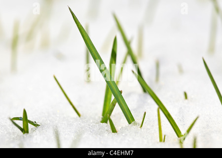 Grashalme im Schnee, in der Nähe. Winnipeg, Manitoba, Kanada. Stockfoto