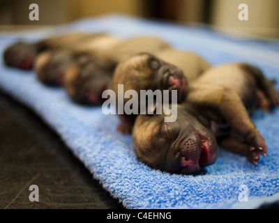 Fünf Neugeborene Mops Welpen in einer Reihe Stockfoto