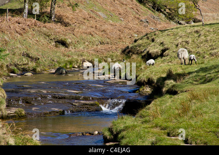 Der Säugling River Derwent stürzt fröhlich auf dem Weg in die Ladybower Vorratsbehälter im Peak District geschluckt werden Stockfoto