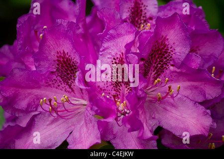 Die schönen lila Rhododendron-Blüte oben gesehen in der Nähe Stockfoto