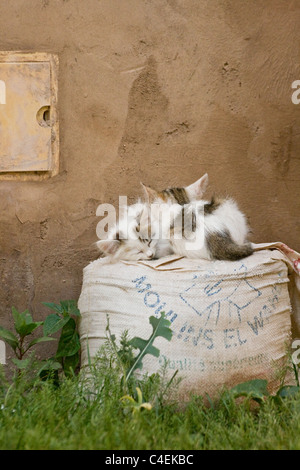 Zwei Kätzchen schlafen auf einen Sandsack in einem Garten. Stockfoto