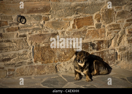 Ein Hund ruht in Riego de Ambros, ein kleines Dorf in den französischen Weg El Bierzo, Santiago De Compostela, Spanien Stockfoto