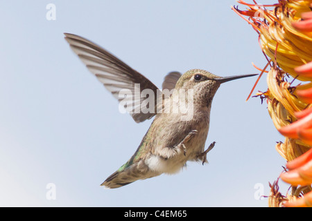 Annas Kolibri im Flug zu ernähren sich von einer Aloe-Blume. (Calypte Anna). Irvine, Kalifornien Stockfoto