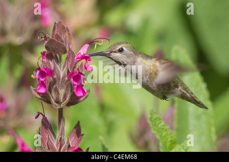 Kolibri Annas schwebt in der Luft, wie es ernährt sich von einer Blume Kolibri Salbei. (Calypte Anna auf Salvia Spathacea). Stockfoto