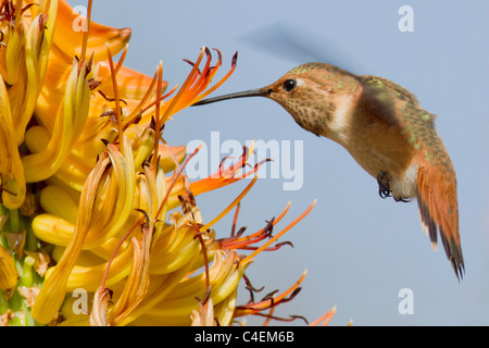 Kolibri Annas schwebt in der Luft zu ernähren sich von einer Aloe-Blume. (Calypte Anna). Irvine, Kalifornien Stockfoto