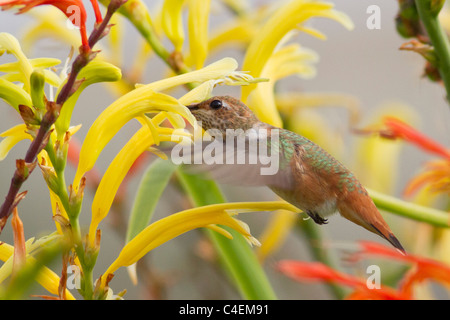 Allens Kolibri schwebt in der Luft, wie es ernährt sich von einer Blume. (Selasphorus Sasin) Stockfoto