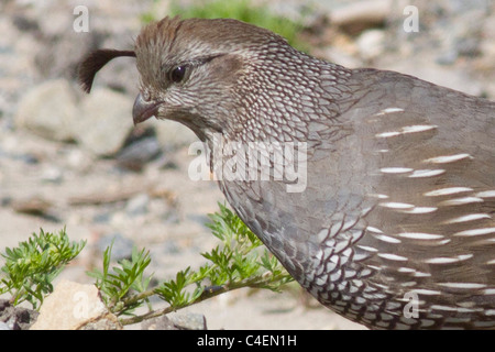 Weibliche Kalifornien Quail-Nahaufnahme. (Art Californica). Irvine, Kalifornien Stockfoto