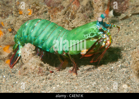 Peacock Fangschreckenkrebs. (Odontodactylus Scyllarus). Lembeh Straße, Indonesien Stockfoto