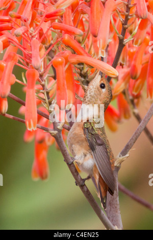 Allens Kolibri steht auf einem Ast, wie es ernährt sich von einer Blume. (Selasphorus Sasin). Irvine, Kalifornien Stockfoto