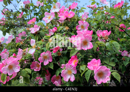 Rosa 'Complicata' AGM Strauch Rose Stockfoto