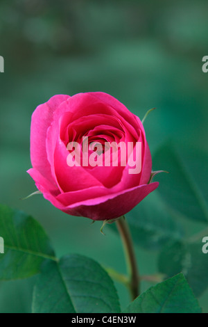 Rosa "Gertrude Jeckyll" David Austin neue englische Rose Stockfoto