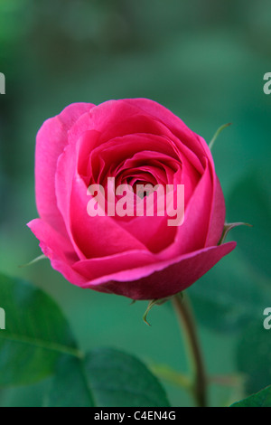 Rosa "Gertrude Jeckyll" David Austin neue englische Rose Stockfoto