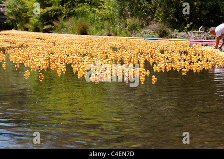 LOS GATOS, CA, USA - Juni 12: Die Quietscheentchen sind ihren Sommer bei der 4. jährlichen Silicon Valley Entenrennen in Vaso kicking off Stockfoto