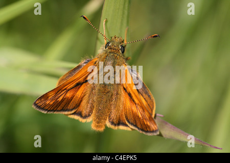 Großen Skipper Ochlodes Sylvanus, Cumbria, UK Stockfoto