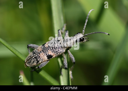 Longhorn Beetle Rhagium Mordax, Cumbria, UK Stockfoto