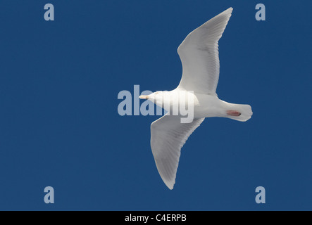 Glaucous Gull (Larus Hyperboreus), Erwachsene im Flug. Stockfoto