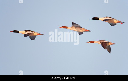 Gemeinsamen Prototyp, Gänsesäger (Mergus Prototyp), Männchen und Weibchen im Flug. Finnland. Stockfoto